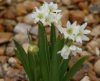 Show product details for Allium humile