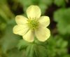 Show product details for Anemone obtusiloba Sulphurea