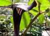 Show product details for Arisaema sazensoo