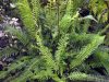 Show product details for Blechnum spicant