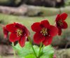 Show product details for Caltha palustris barthei atrorubens