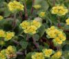 Show product details for Chrysosplenium davidianum