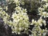 Clematis Lunar Lass
