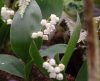 Show product details for Convallaria majalis Fortin's Giant