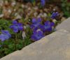 Cyananthus lobatus ...