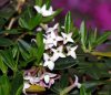 Show product details for Daphne tangutica
