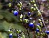 Show product details for Dianella tasmanica