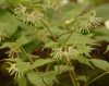 Show product details for Disporum lanuginosum
