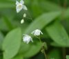Epimedium Hakubai