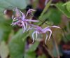 Epimedium leptorrhizum