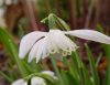 Galanthus Lady Beat...