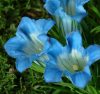 Gentiana Glamis Strain