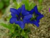 Gentiana dinarica C...