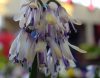Show product details for Heloniopsis orientalis kawanoi