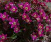 Hepatica japonica G...
