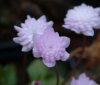 Hepatica japonica O...