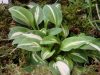 Hosta Pandora's Box
