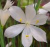 Show product details for Olsynium douglasii Album