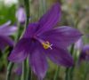Show product details for Olsynium douglasii