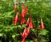 Show product details for Ourisia coccinea