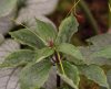 Show product details for Paris polyphylla