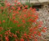 Show product details for Penstemon pinifolius Wisley Flame