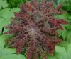 Podophyllum delavayi