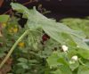 Podophyllum pleianthum