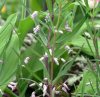 Polygonatum vertici...