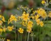Primula cockburnian...