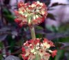 Primula florindae O...