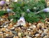 Pulsatilla georgica