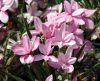 Rhodohypoxis Candy ...