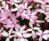 Rhodohypoxis Midori