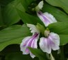Show product details for Roscoea purpurea Alba