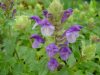 Show product details for Scutellaria alpina