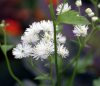 Show product details for Trautvetteria caroliniensis var occidentalis