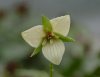 Show product details for Trillium flexipes x erectum hybrids