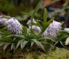 Evergreen plants for shade