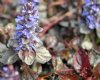 Show product details for Ajuga reptans Black Scallop
