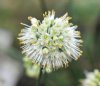 Show product details for Allium thunbergii Album