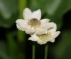 Show product details for Anemone multifida var magellanica