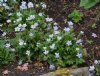 Anemone trullifolia