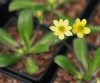 Show product details for Anemone trullifolia linearis