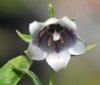 Show product details for Codonopsis cardiophylla