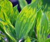 Show product details for Convallaria majalis French Tapestry