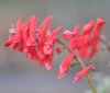 Show product details for Corydalis solida Fire Bird