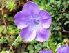 Cyananthus lobatus ...
