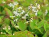 Show product details for Epimedium brevicornu OG88010