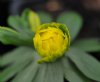 Show product details for Eranthis hyemalis Grunspecht